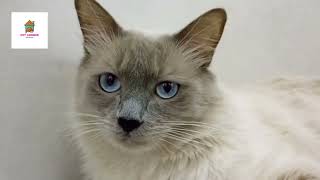 SIBERIAN Cat- everything you need to know-learn all about them