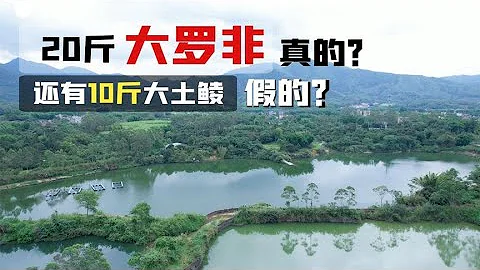 钓友介绍水库20斤的大罗非和10斤的大土鲮，这次是真的惨！ - 天天要闻