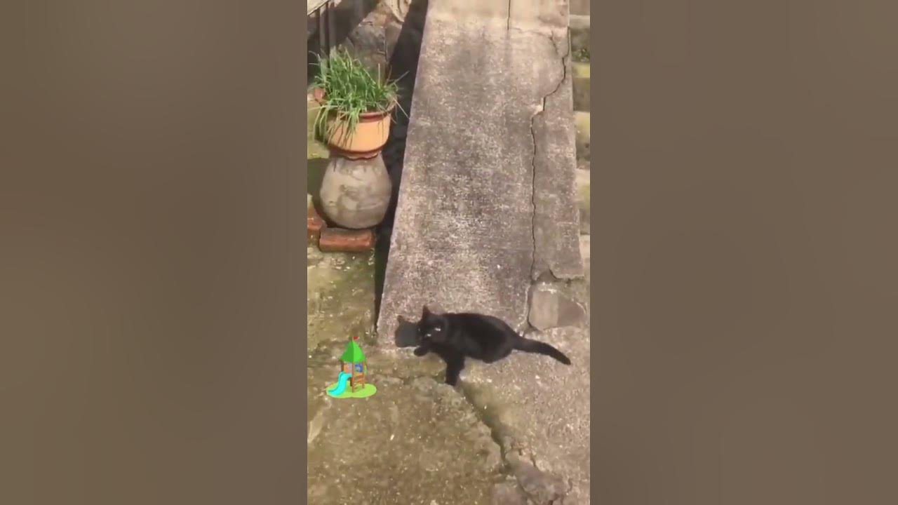 watch carefully! #cat #funny #Gold-Tiger watch carefully! #cat #funny #Gold-Tiger
