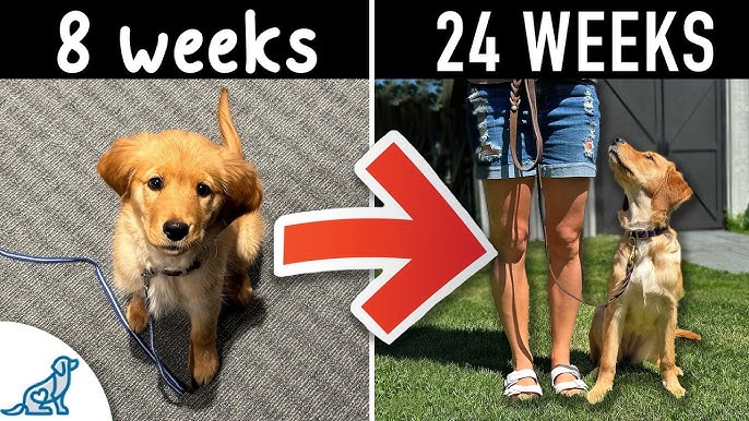 When Should Start Dog Obedience Training: Essential Tips for Success