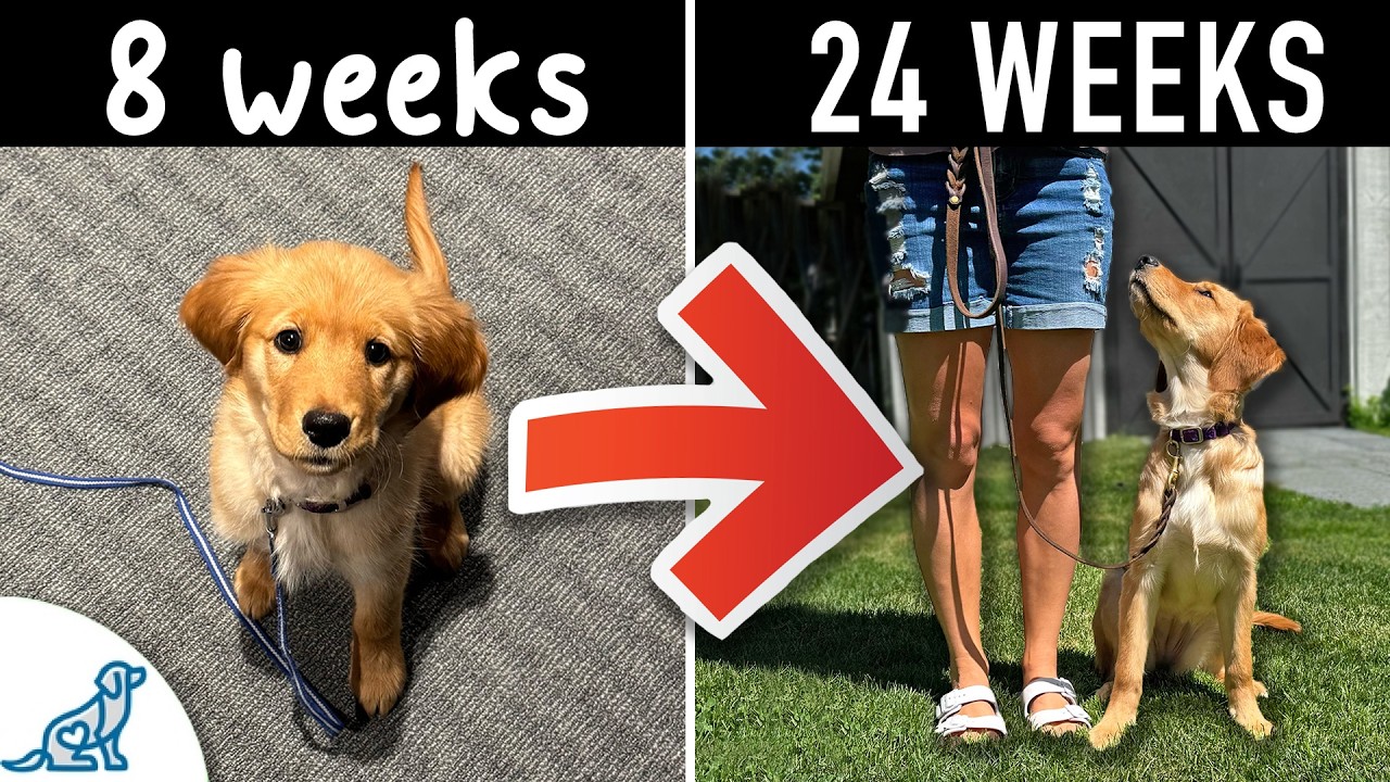 Basic Obedience Training for Dogs: Essential Tips