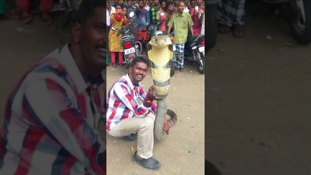 Vava suresh snake 🐍 master in kerala...
