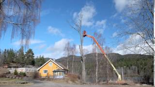 Cutting down an old oak tree (time-lapse)