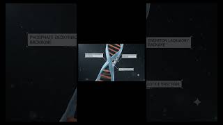 DNA structure and functions in English