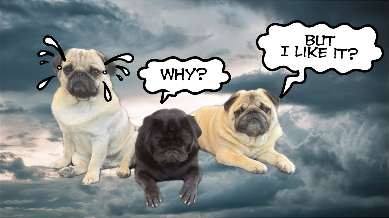 Pug Goodbye The Pug Brothers had to say Good Bye - YouTube