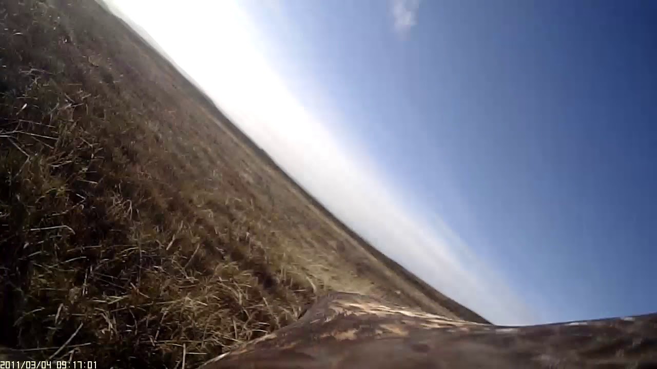 Peregrine Falcon Intercepts Food Lure