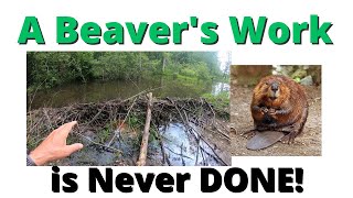 Beaver Construction Zone Ahead - Do Not Cross!