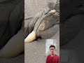 kira kira hewan apa ya ini?? #viral #shorts #trending #unik #hewanlaut