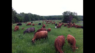 For maximum profit on grass pasture, focus on quick spring moves!