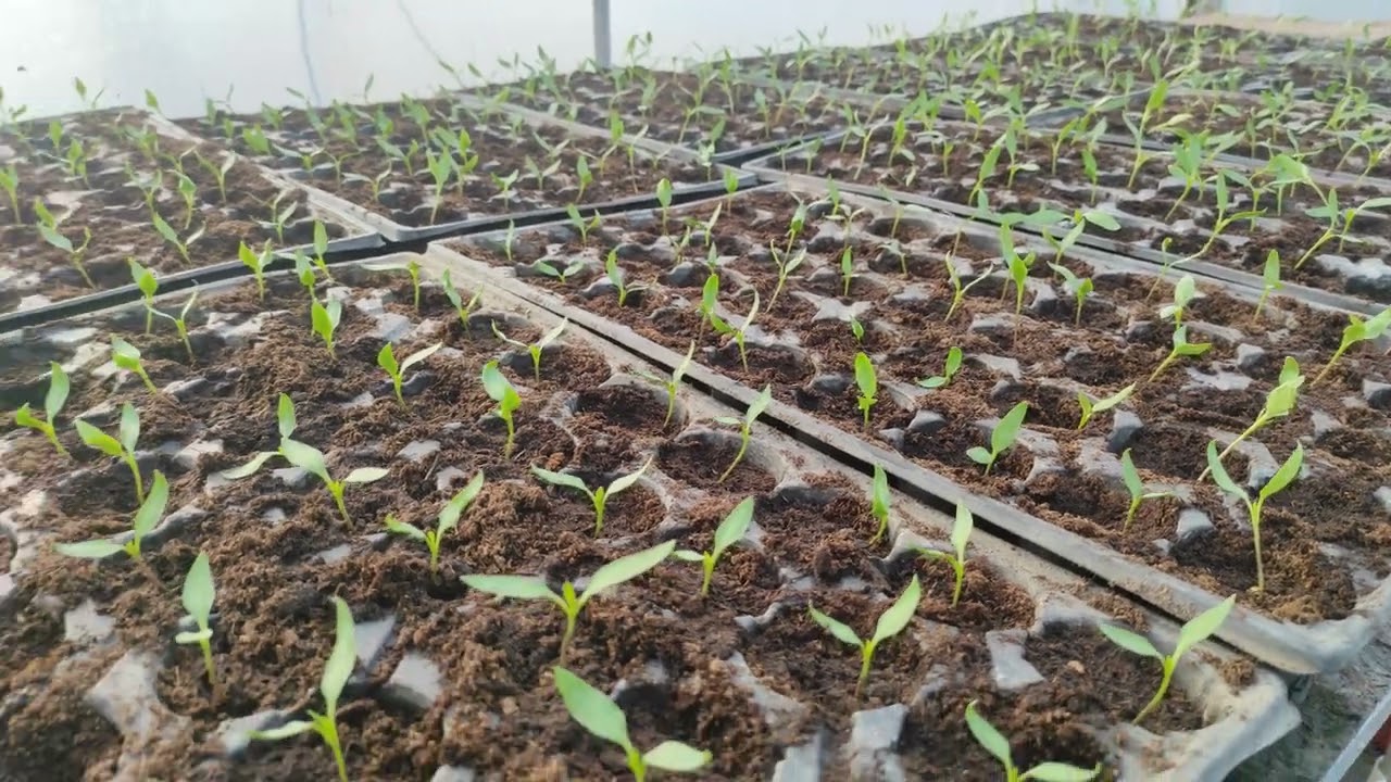 Ardeii după repicare !