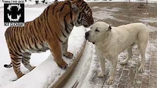 Tiger and Alabai dog (Compilation #1) by Campers Mongolia Монгол Аялагчид 5,219,335 views 5 years ago 8 minutes, 58 seconds