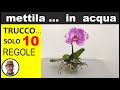 ORCHIDEA, COME COLTIVARLA IN ACQUA (growing orchid in water, cultivo de orquídeas en el agua)