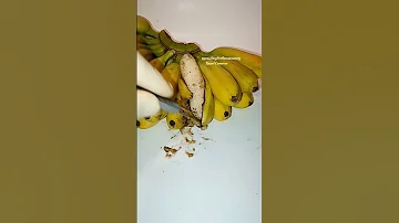 Witness The Miracle Of Lab Banana Birth 