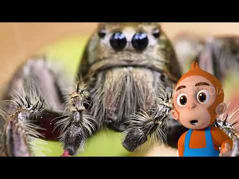 Video: Jenis Laba-laba Tarantula: Mengajar Dunia Binatang