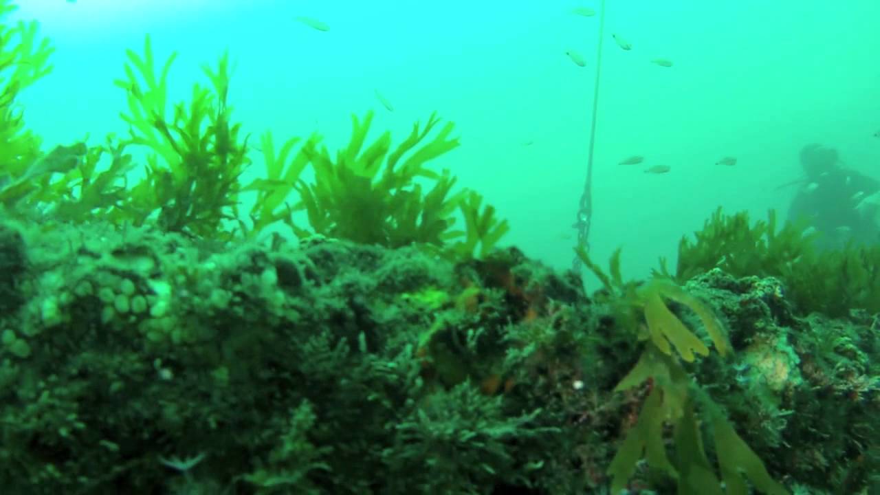 Diving at the Topsail Barges YouTube