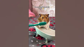 My Hamster has a Spa Day! 🛀🥒 #shorts #pets #pet