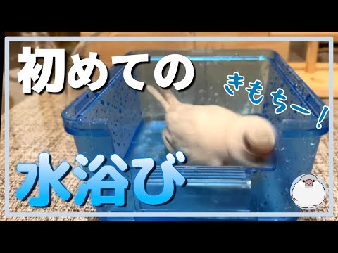 初めての水浴び　ヒナ文鳥【Java sparrow】