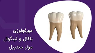 مورفولوژی باکال و لینگوال مولرهای مندیبل
