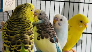 My Talking and Singing Budgies