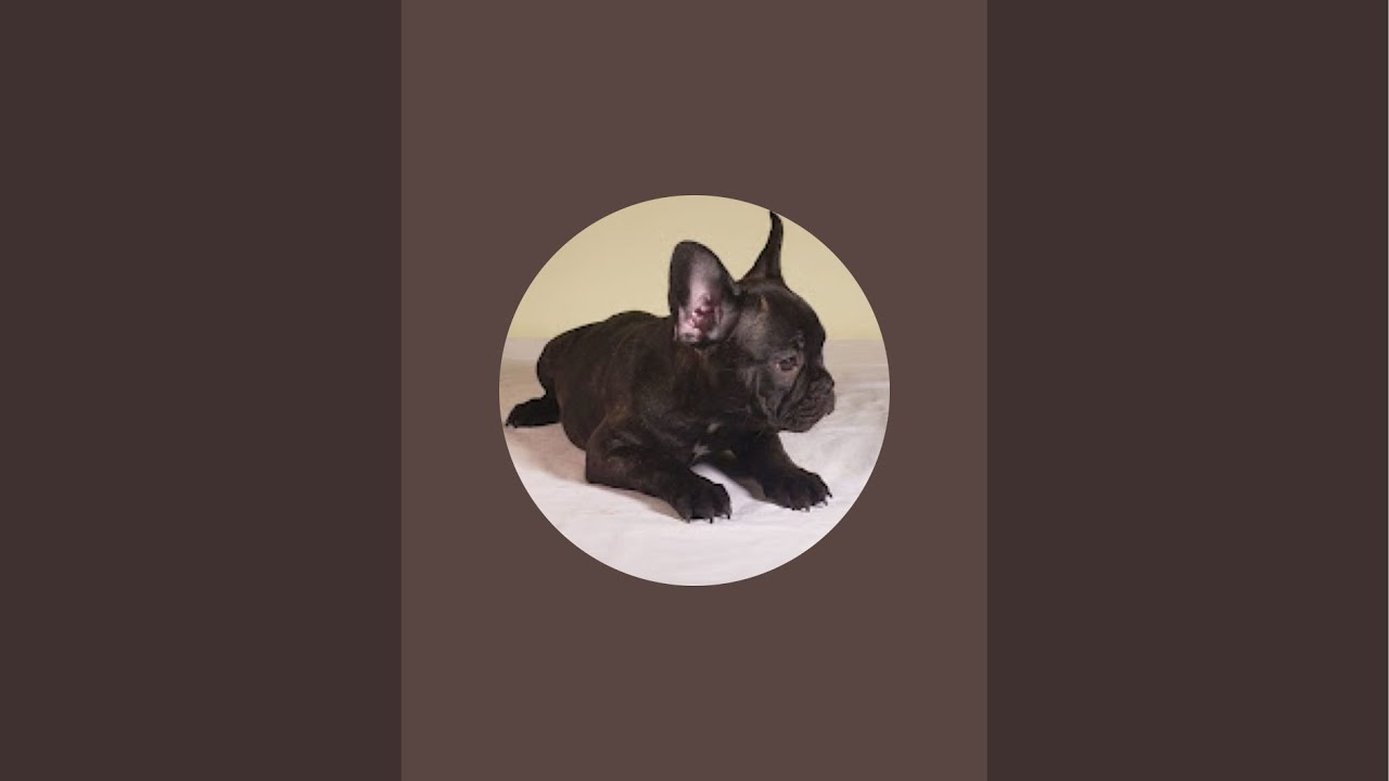 Lola The French Bulldog 🐶 is live!