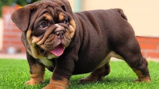 ENGLISH BULLDOG PUPPIES| Funny and cute English bulldog puppies Compilation # 01|2020| Animal Lovers