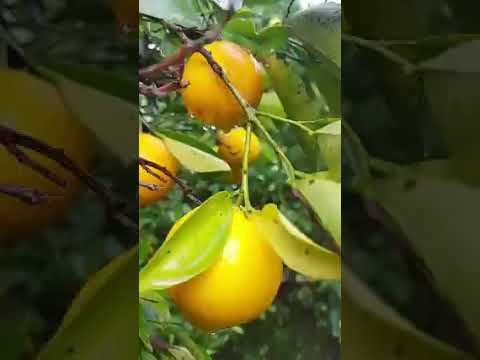 خيرات جبل مرة لن تصدق ما تراه عيناك