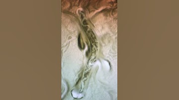 Nematode Nas-37 Molt Video