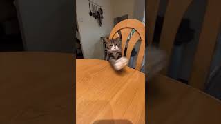 Cat Skillfully Picks up Food From the Table