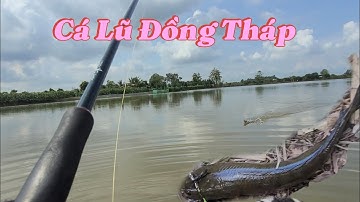 Câu Cá Lóc Mùa Lũ.. Gặp Chỗ Cá Táp Thấy Mê. Trần Tài Vlog