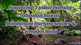 Suara Mp3 Pikat Burung Abrulan Hutan Kombinasi Sniper U0026 Jenggot Mini 
