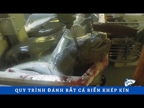 Video: Cách đánh Bắt Cá Cho Mục đích Công Nghiệp