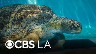 Meet "Meatloaf," the 200-pound rescued sea turtle at Aquarium of the Pacific