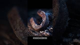 The Witch With Iron Teeth — Slavic Folklore