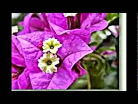 Video: Bougainvillea: Wie Wächst Eine Zimmerpflanze? Warum Fallen Blätter Und Hochblätter Ab? Beschreibung Der Art Von Bougainvillea Nackt