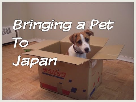 How To Bring Your Pet To Japan 外国から日本ペット持ってくるやり方