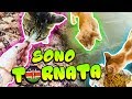 SONO TORNATA IN KENYA! DO IL CIBO AI GATTINI AFRICANI!