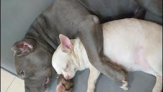 How a Pit-bull sleep with the chihuahua dog
