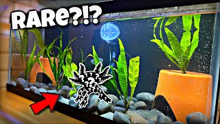 Rare Axolotl Aquarium Setup?!?!