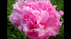 Многолетники в саду ПИОНЫ Названия и фото, Непревзойденные пионы в дизайне сада, Императорские цветы - пионы. Красивые фото пионов, Цветы. Пионы у меня в саду. Фото пионов. Слайд-шоу с музыкой Анны Герман, Рисование картины по номерам Пионы из Китая