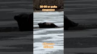 Нерпа, настоящий тюлень Онежского озера. Краснокнижная и много рыбы поедающая особь. Прям на льду