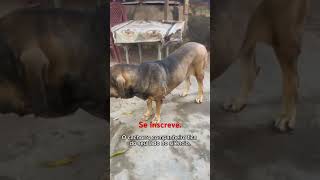 Simplicidade e companheirismo. #petsfofinhos #pets #cachorrosdivertidos #cachorros #petlover#meufila