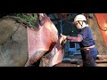 #20 【製材】男股の巨木栴檀 Chinaberry Sawing