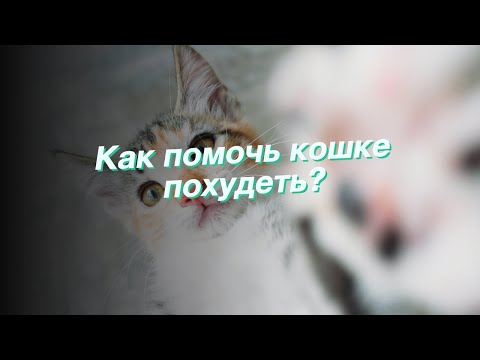 Как помочь кошке похудеть?