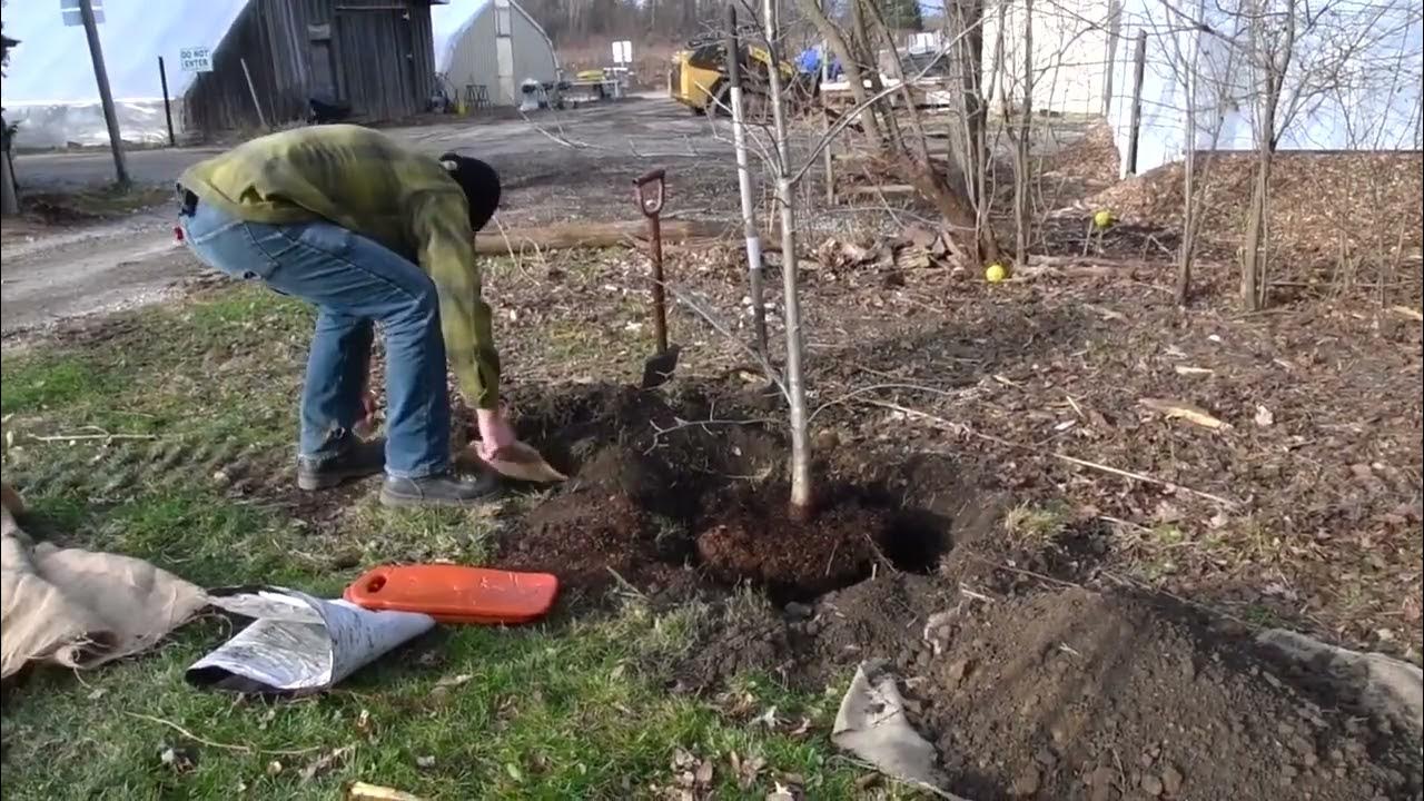 15 Gallon Tree Planting and Bag Removal YouTube