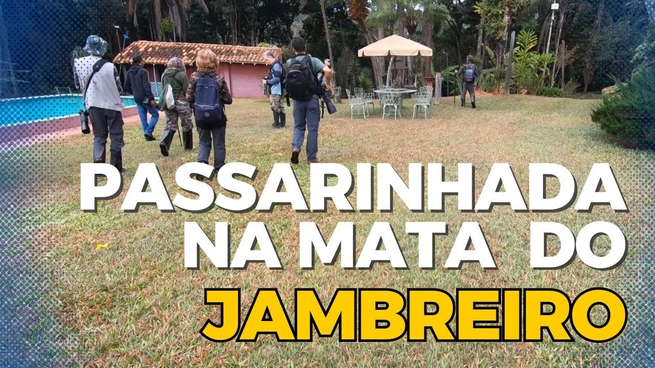 Fotografando Aves na CASA JONES em Nova Lima - MG