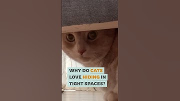 Why Do Cats Love Hiding in Tight Spaces? #cats #shorts