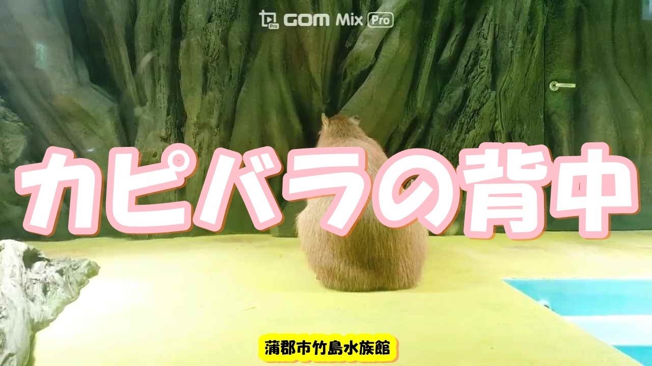 蒲郡市竹島水族館カピバラ カピバラの背中 カピバラショー オニ