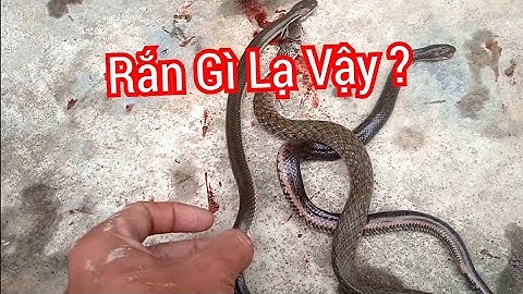 Phân Biệt Các Loài Rắn Nước Thường Gặp Ở Miền Trung Việt Nam | Phạm Thanh TV