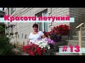 Петунии 2017: 🌺Цветение🌺