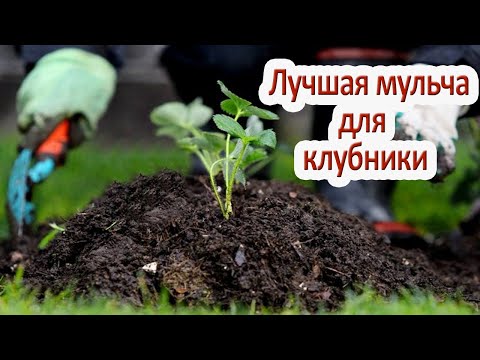 Лучшая мульча для клубники весной повысит урожайность / Чем мульчировать клубнику?